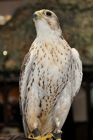 Pferd u Jagd   026.jpg